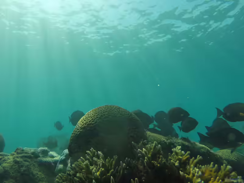 Mussismilia braziliensis im Aquarium halten (Einrichtungsbeispiele für Großpolypige Steinkoralle)