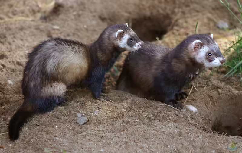 Europäischer Iltis im Garten (Einrichtungsbeispiele mit Mustela putorius)