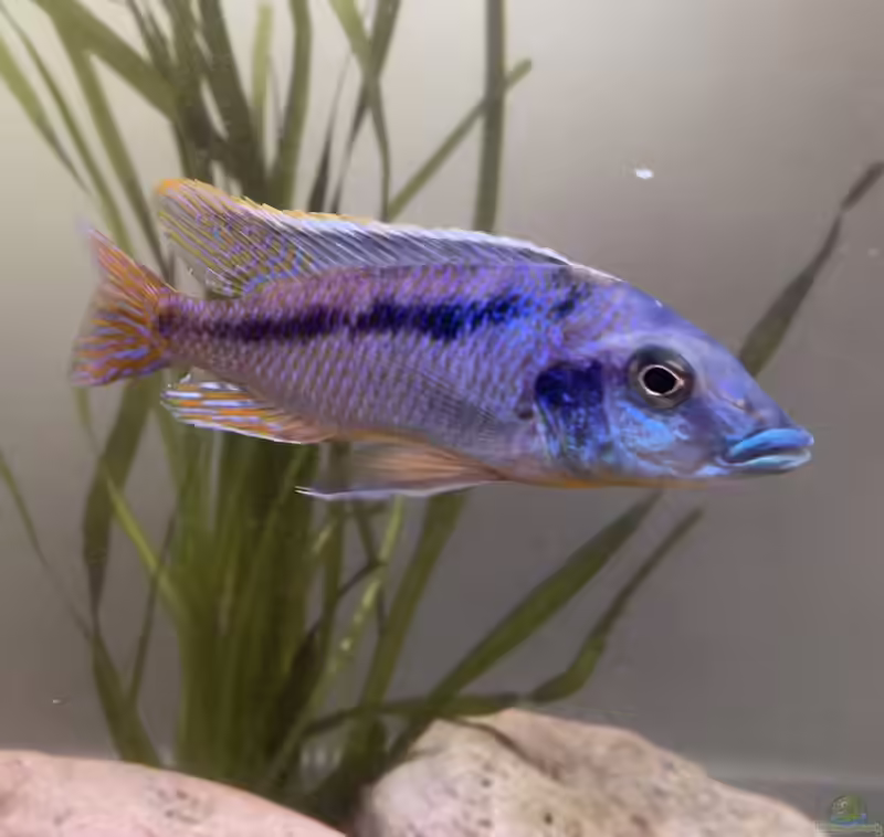 Mylochromis lateristriga im Aquarium halten (Einrichtungsbeispiele mit Mylochromis lateristriga)