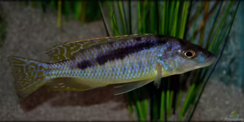 Mylochromis: faszinierende Räuber und Spezialisten aus dem Malawisee (Einrichtungsbeispiele mit Mylochromis-Arten)