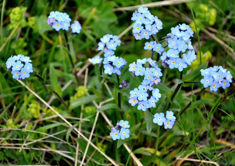 Myosotis alpestris im Garten pflanzen (Einrichtungsbeispiele mit Alpen-Vergissmeinnicht)