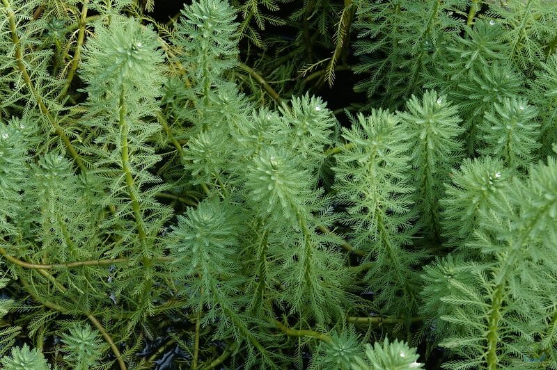 Myriophyllum alterniflorum im Gartenteich pflegen (Einrichtungsbeispiele für Wechselblütiges Tausendblatt)  - Myriophyllum-alterniflorumaquarium