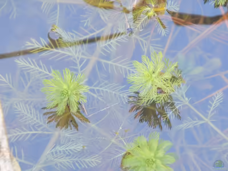 Myriophyllum brasiliense am Gartenteich (Einrichtungsbeispiele mit Brasilianisches Tausendblatt)