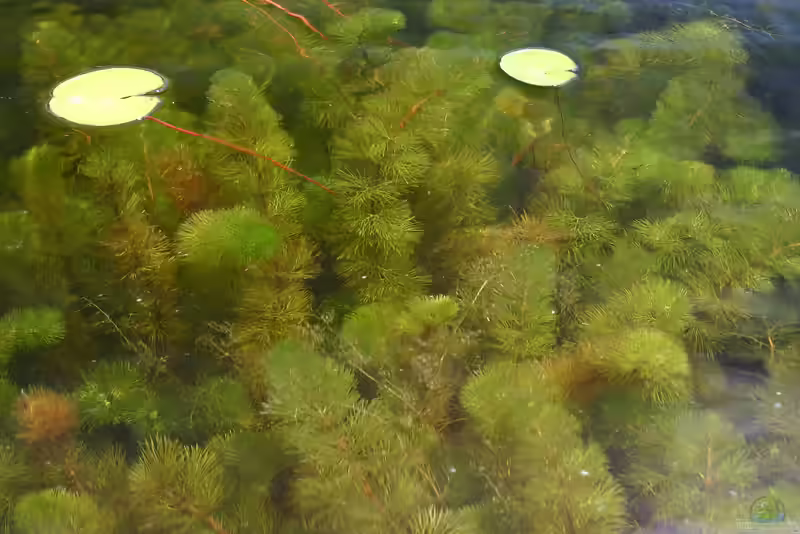 Myriophyllum heterophyllum im Gartenteich pflegen (Einrichtungsbeispiele für Verschiedenblättriges Tausendblatt)