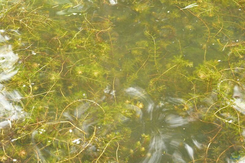 Myriophyllum spicatum im Gartenteich pflegen (Einrichtungsbeispiele für Ähriges Tausendblatt)