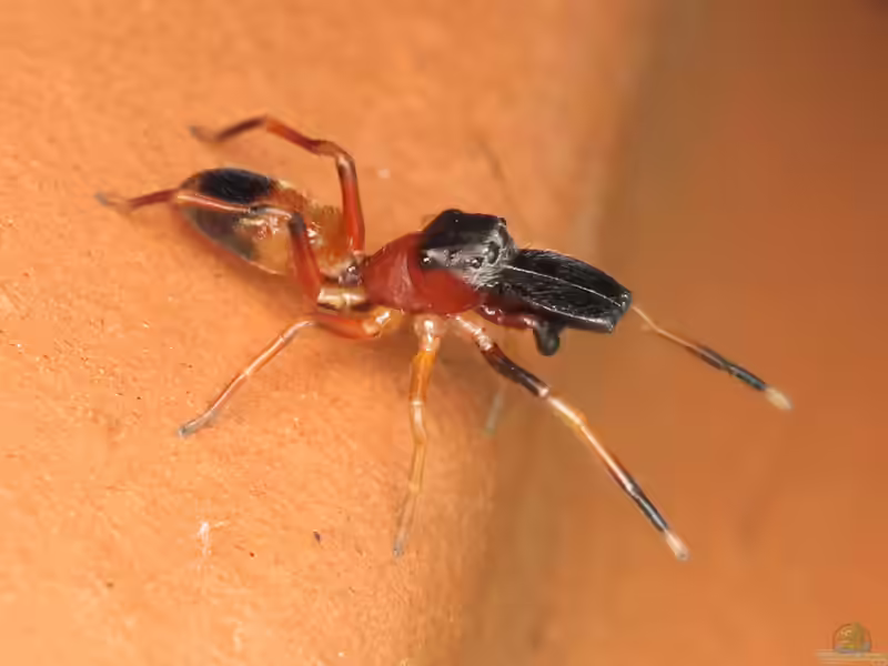 Myrmarachne formicaria im Garten (Steckbrief, Infos und Einrichtungsbeispiele mit Ameisenspringspinne)