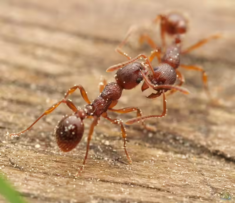 Myrmica rubra im Formicarium halten (Einrichtungsbeispiele für Rote Gartenameise)