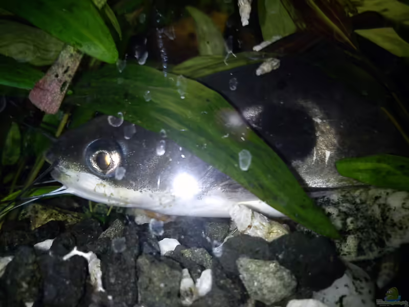 Mystus nigriceps im Aquarium halten (Einrichtungsbeispiele für Mystus nigriceps)