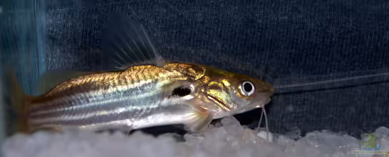 Mystus tengara im Aquarium halten (Einrichtungsbeispiele für Indischer Streifenwels)