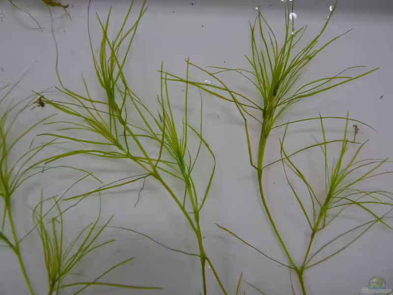 Najas graminea im Aquarium (Einrichtungsbeispiele mit Grasblättriges Nixkraut)