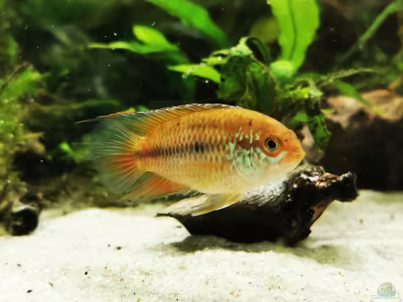 Aquarien mit Nannacara anomala (Glänzender Zwergbuntbarsch)