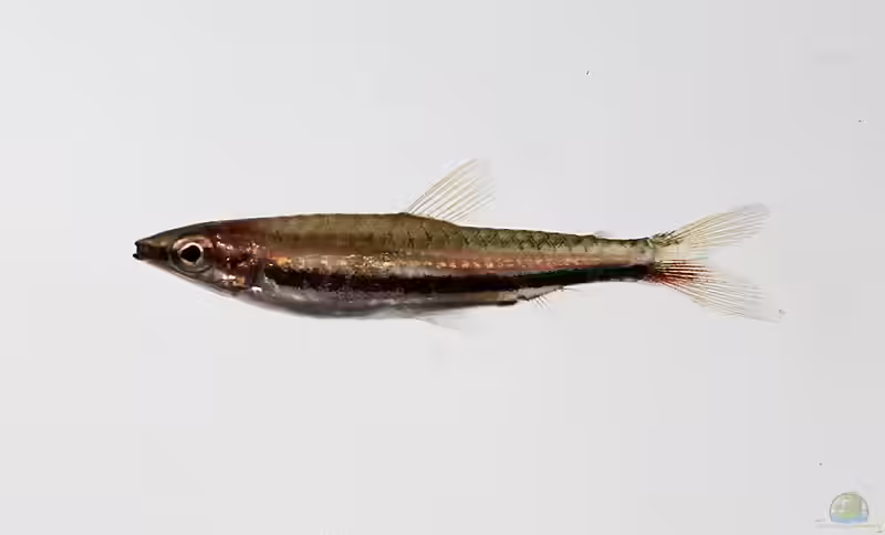 Nannostomus marilynae im Aquarium halten (Einrichtungsbeispiele für Marilyns Ziersalmler)