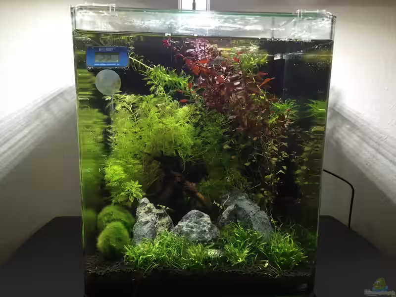 Nano Aquarium einrichten und betreiben (Einrichtungsbeispiele für Nanoaquaristik)