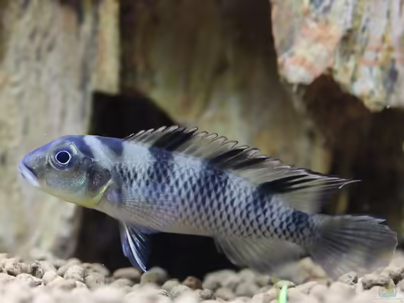 Nanochromis: kleine westafrikanische Cichliden mit großem Charakter (Einrichtungsbeispiele mit Nanochromis-Arten)