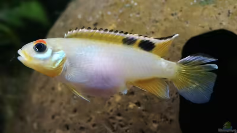 Nanochromis teugelsi im Aquarium halten (Einrichtungsbeispiele mit Kongo-Zwergbuntbarsch)