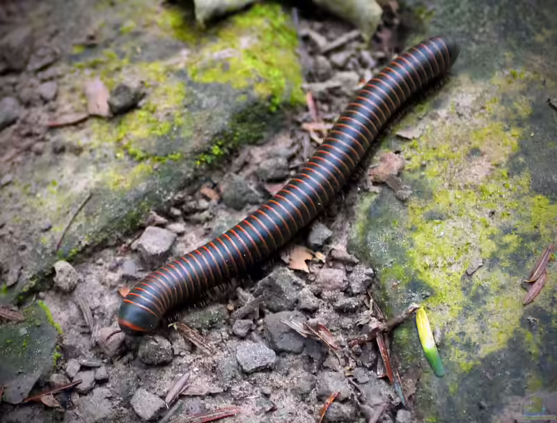 Narceus americanus im Terrarium halten (Einrichtungsbeispiele mit Amerikanischer Tausendfüßer)