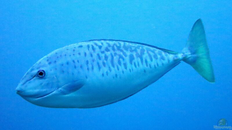 Naso caesius im Aquarium halten (Einrichtungsbeispiele für Silberner Nasendoktor)