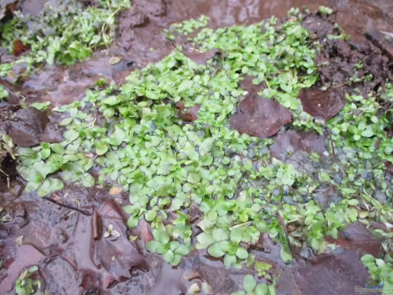 Nasturtium officinale am Gartenteich (Einrichtungsbeispiele mit Echte Brunnenkresse)