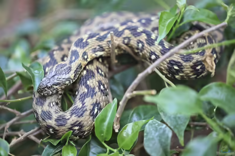 Natrix maura im Terrarium halten (Einrichtungsbeispiele mit Vipernatter)