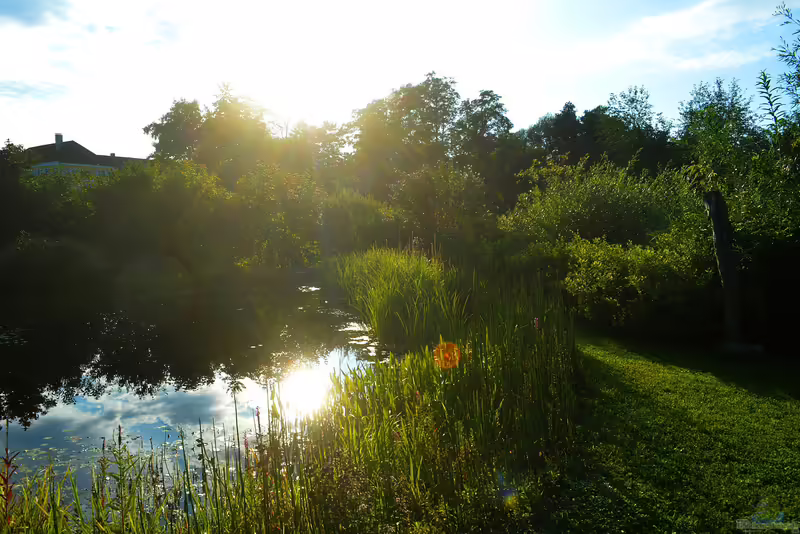 Einrichtungsbeispiele für Naturteiche (Einen Naturteich anlegen und gestalten)