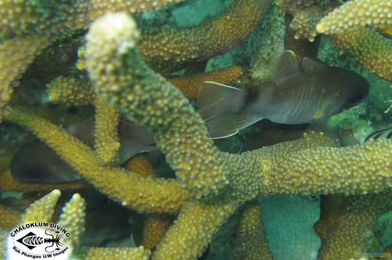 Nectamia luxuria im Aquarium halten (Einrichtungsbeispiele für Vielstreifen-Kardinalbarsch)