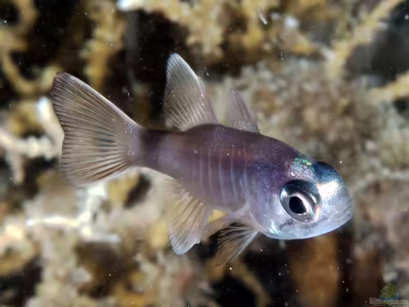 Nectamia similis im Aquarium halten (Einrichtungsbeispiele für Ähnlicher-Kardinalbarsch)