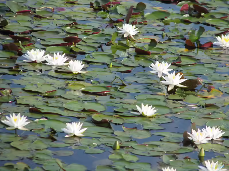 Nelumbo lutea am Gartenteich (Einrichtungsbeispiele mit Gelbe Lotosblume)