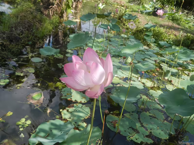 Nelumbo nucifera am Gartenteich (Einrichtungsbeispiele mit Indische Lotusblume)