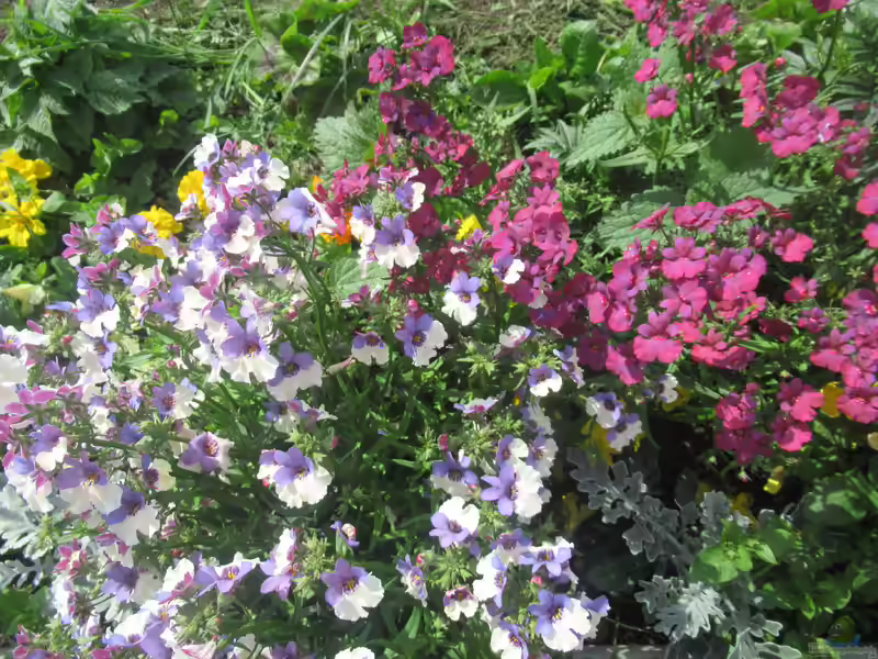Nemesia hybrida im Garten pflanzen (Einrichtungsbeispiele mit Elfenspiegel)