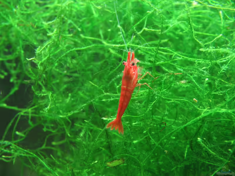 Neocaridina davidi im Aquarium halten (Einrichtungsbeispiele mit Rückenstrichgarnele)