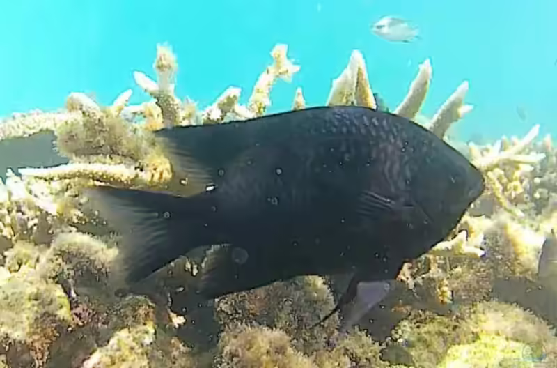 Neoglyphidodon carlsoni im Aquarium halten (Einrichtungsbeispiele mit Carlsons Riffbarsch)