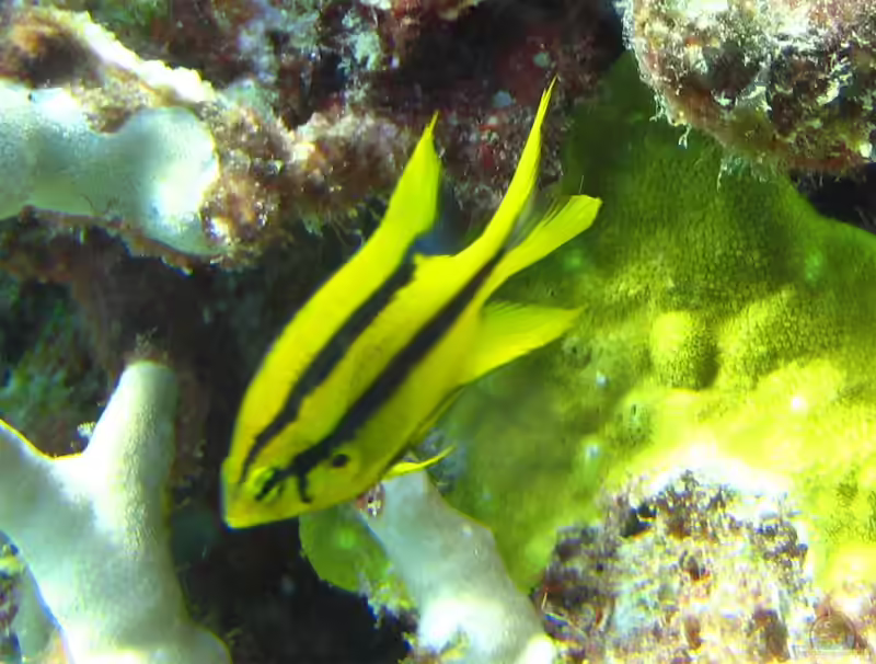 Neoglyphidodon nigroris im Aquarium halten (Einrichtungsbeispiele für Behns Riffbarsch)