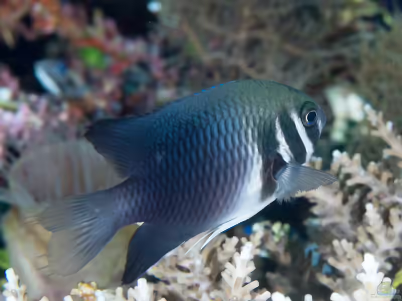 Neoglyphidodon thoracotaeniatus im Aquarium halten (Einrichtungsbeispiele mit Kopfstreifen-Riffbarsch)