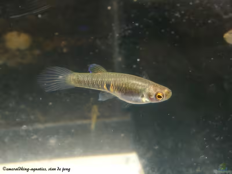 Neoheterandria elegans im Aquarium halten (Einrichtungsbeispiele mit Teddykärpflingen)