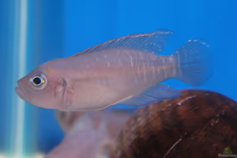 Neolamprologus brevis im Aquarium halten (Einrichtungsbeispiele mit Gebänderter Schneckenbuntbarsch)