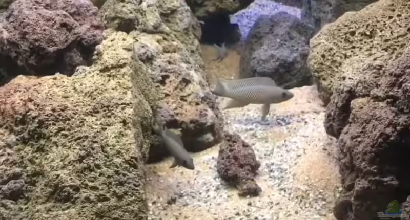 Neolamprologus chitamwebwai im Aquarium halten (Einrichtungsbeispiele mit Neolamprologus chitamwebwai)