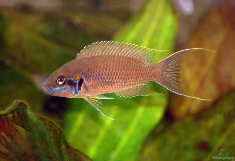 Neolamprologus olivaceous im Aquarium halten (Einrichtungsbeispiele für Neolamprologus olivaceous)