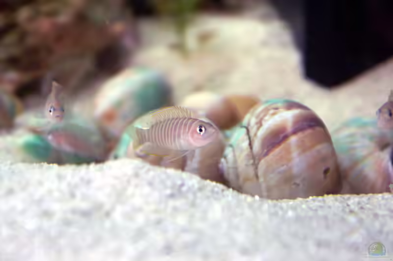 Neolamprologus similis im Aquarium halten (Einrichtungsbeispiele mit Breitstreifen-Schneckenbuntbarsch)