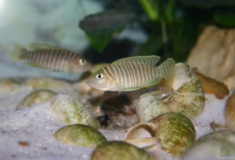 Neolamprologus-Arten aus dem Tanganjikasee (Einrichtungsbeispiele mit Neolamprologus-Arten)