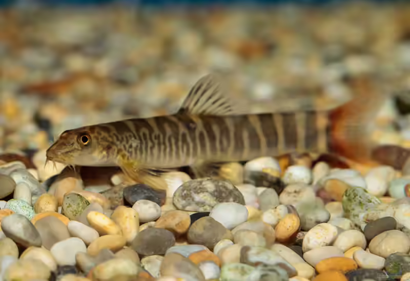 Neonoemacheilus labeosus im Aquarium halten (Einrichtungsbeispiele für Neonoemacheilus labeosus)