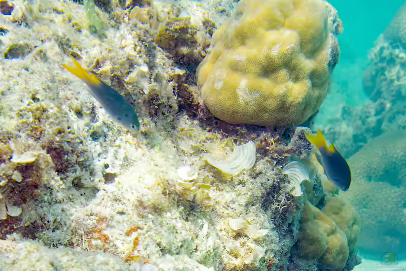 Neopomacentrus azysron im Aquarium halten (Einrichtungsbeispiele mit Keil-Demoiselle)