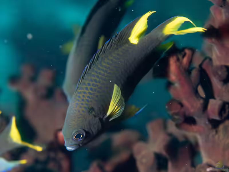 Neopomacentrus cyanomos im Aquarium halten (Einrichtungsbeispiele mit Königliche Demoiselle)