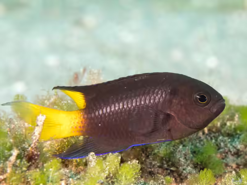 Neopomacentrus violascens im Aquarium halten (Einrichtungsbeispiele mit Violetter Riffbarsch)