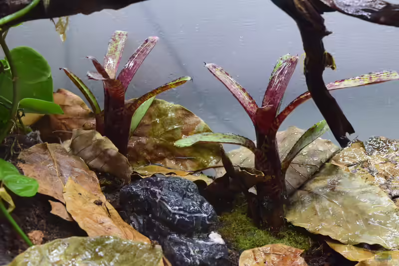 Neoregelia ampullacea im Terrarium (Einrichtungsbeispiele mit Flaschen-Neoregelien)