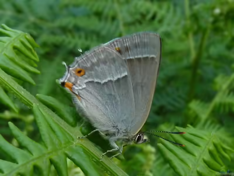 Blauer Eichenzipfelfalter im Garten (Einrichtungsbeispiele mit Neozephyrus quercus)