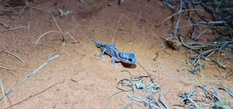 Nephrurus deleani im Terrarium halten (Einrichtungsbeispiele mit Pernatty Knopfschwanzgecko)