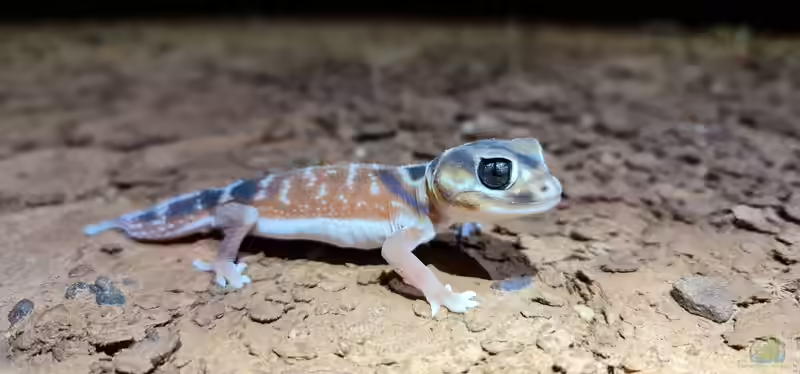 Nephrurus levis im Terrarium halten (Einrichtungsbeispiele mit Glatter Knopfschwanzgecko)