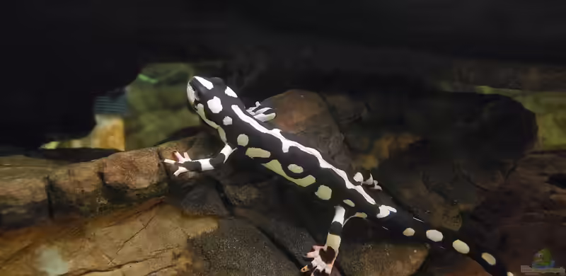 Neurergus crocatus im Terrarium halten (Einrichtungsbeispiele mit Urmia Molch)