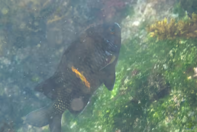 Nexilosus latifrons im Aquarium halten (Einrichtungsbeispiele mit Coquito Riffbarsch)