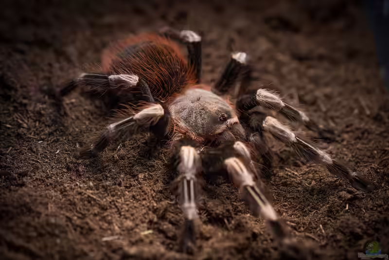 Nhandu chromatus im Terrarium halten (Einrichtungsbeispiele mit Brasilianische Weißknievogelspinne)